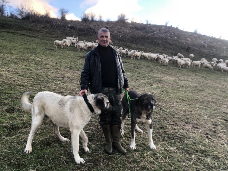 Uspješni poljoprivrednik Melo Ajdarpašić: Život u Vrševu ljepši nego u Evropi