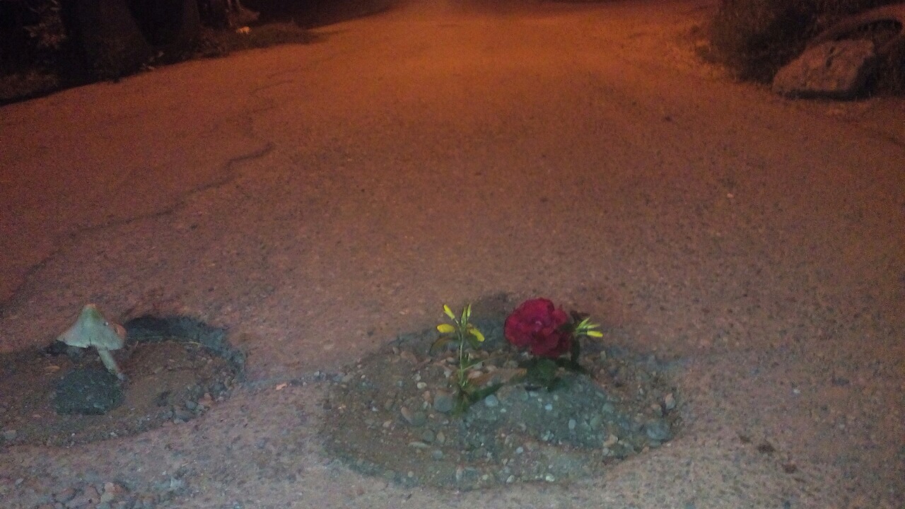 U RUPAMA NA PUTU, KOJE VLAST NIJE ZAKRPILA GRAĐANI POSADILI CVIJEĆE