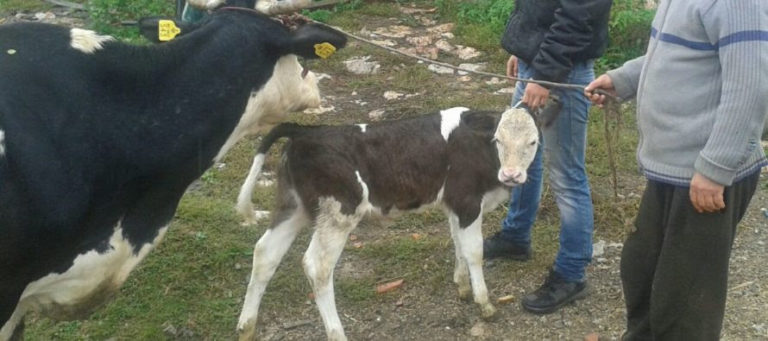 HAJRAT POKLONIO KRAVU I TELE PORODICI PAČARIZ