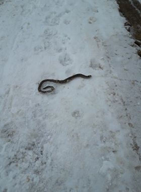 SVA ČUDA PRIRODE: ZMIJA UŽAK (BLAVOR) NA SNIJEGU U PETNJICI