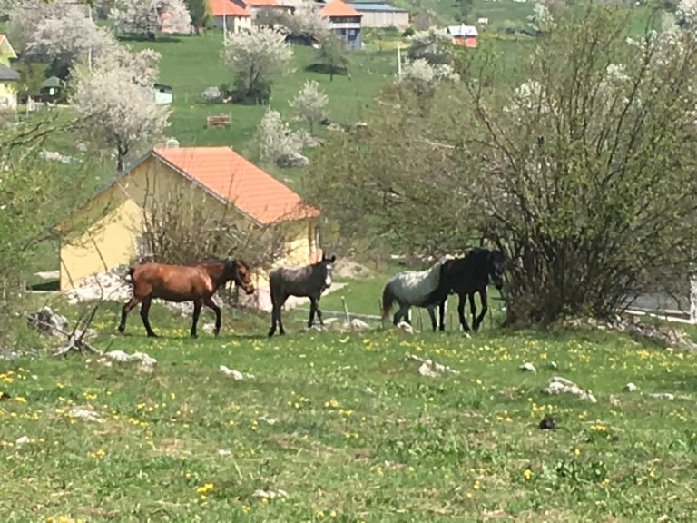 FOTO PRIČA: RAZGLEDNICA SA SUNČANOG BORA