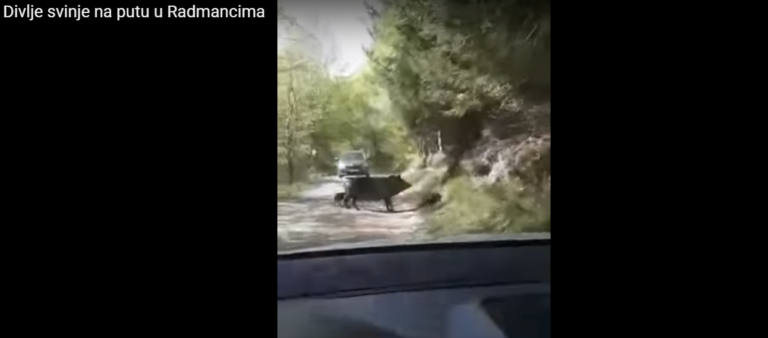 VIDEO: VEPROVI SE ODOMAĆILI U RADMANCIMA