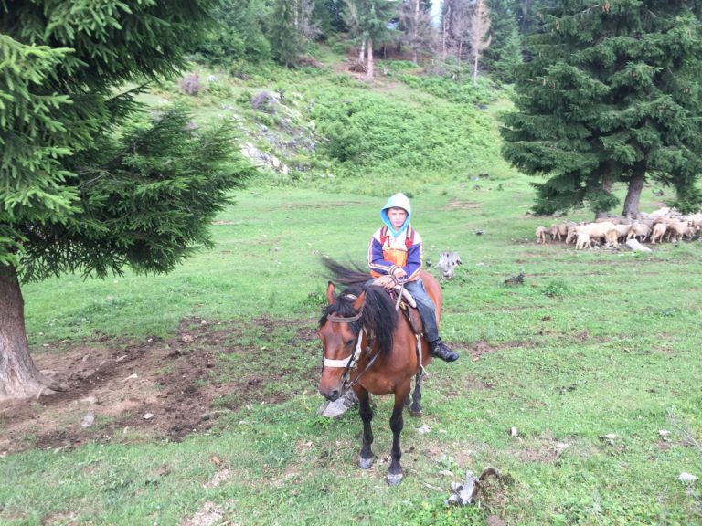 SEDMOGODIŠNJI ELMIR KOŽAR, 140 OVACA I JEDNA KOZA