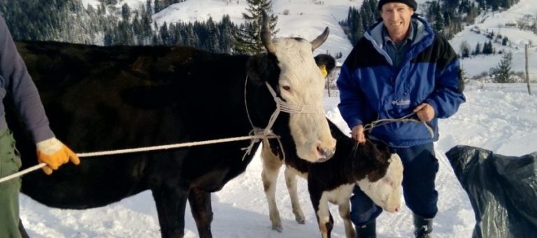 HAJRAT URUČIO KRAVU I TELE PORODICI ŠKRIJELJ