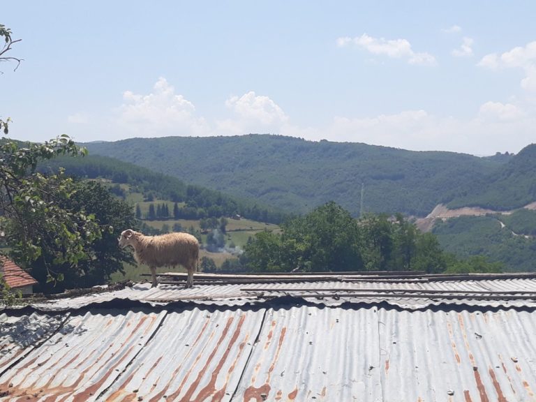 PETNJICA/GODOČELJE: OVCA NA USIJANOM LIMENOM KROVU