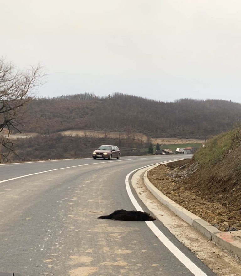 OSVRT: “DA LI ĆE ZAKOČITI NEKO, NA DRUMU LEŽI ZGAŽEN PAS….”