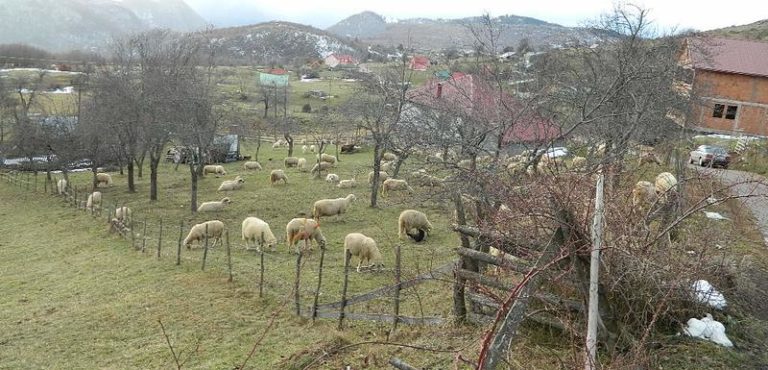 U SAVINOM BORU KOD PETNJICE NIKAD NIJE BILO KRIZE