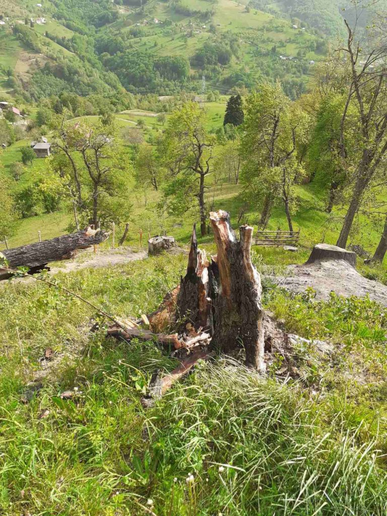 GORNJA VRBICA (FOTO+VIDEO): VJETAR ODNOSIO KROVOVE I “ODUVAO” KRUŠKU STARU 100 GODINA