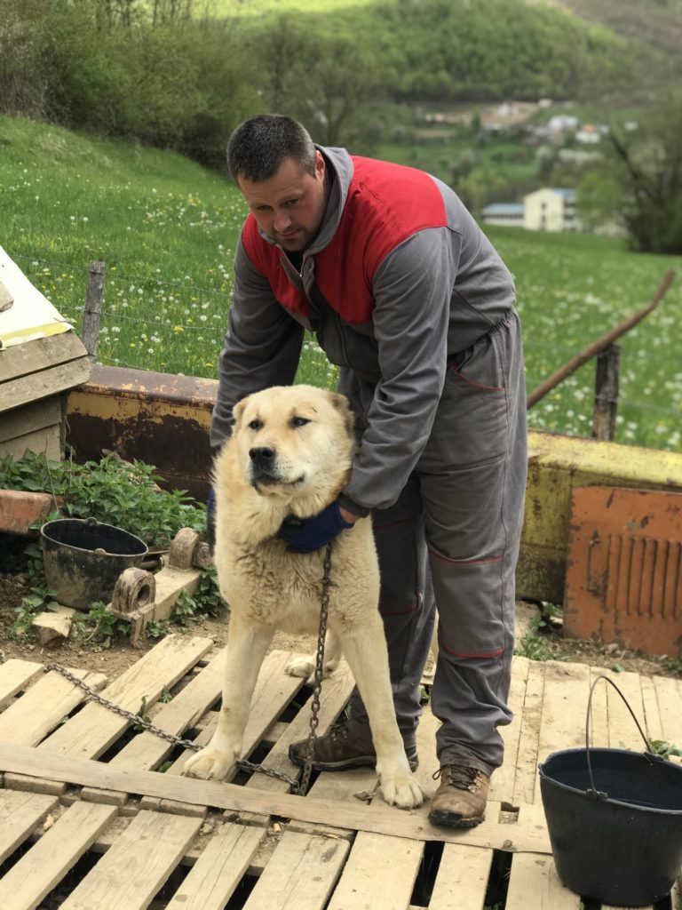 OD KAVKAZA DO PETNJICE: KENANOV VOLKODAV ZA MERAK I ČUVANJE STADA OD VUKOVA