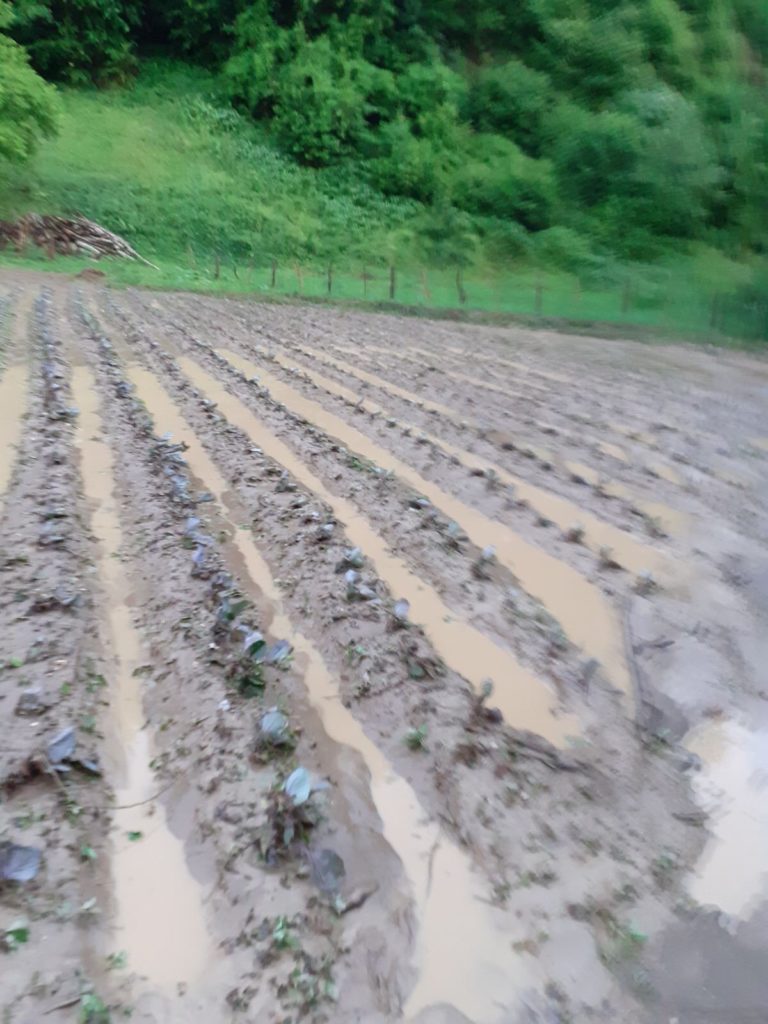 (FOTO I VIDEO) PORODICI ADROVIĆ NEVRIJEME UNIŠTILO USJEVE