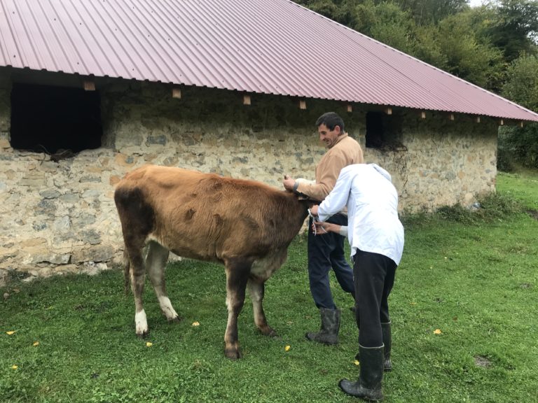 VETERINARI NA TERENU U PETNJICI: ISPITUJU STANJE STOČNOG FONDA I KVALITET MLIJEKA