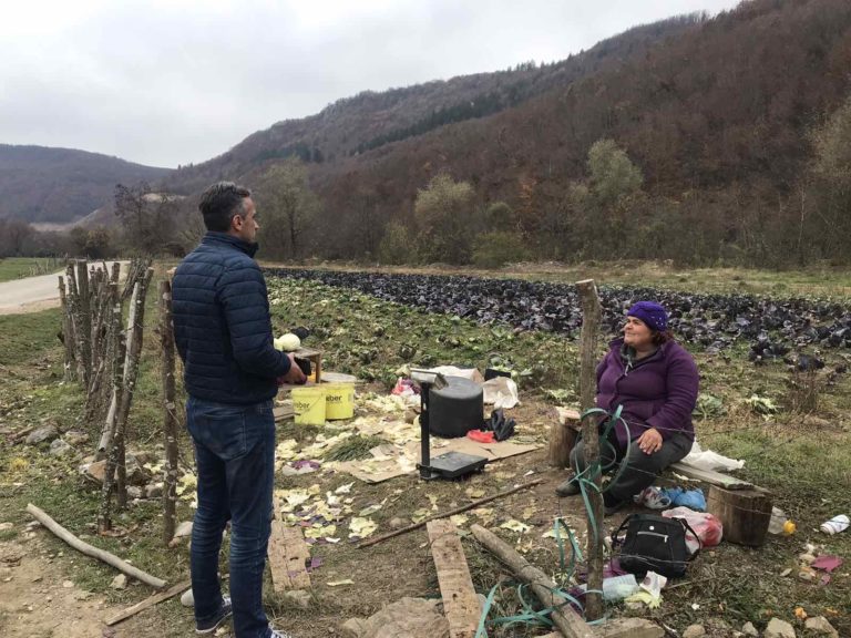 IZ NJIVE NA TRI ULIČNE TEZGE: BIHORSKI KUPUS STIGNE I DO LUKSEMBURGA I HOLANDIJE