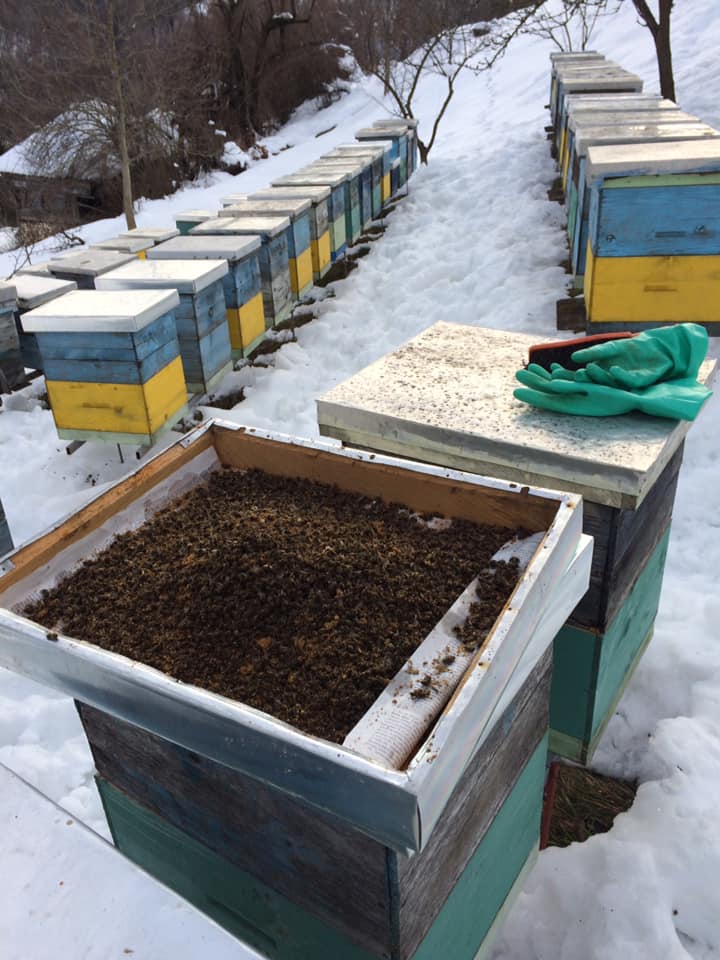 PETNJICA: PČELARI PROVJERILI KOŠNICE, STRAH OD SMRZAVANJA LEGLA
