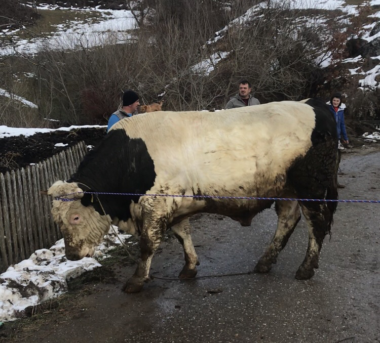 (VIDEO) MEHMED AJDARPAŠIĆ PONOSAN NA SVOG CEZARA, BIKA OD TONU I NEŠTO VIŠE