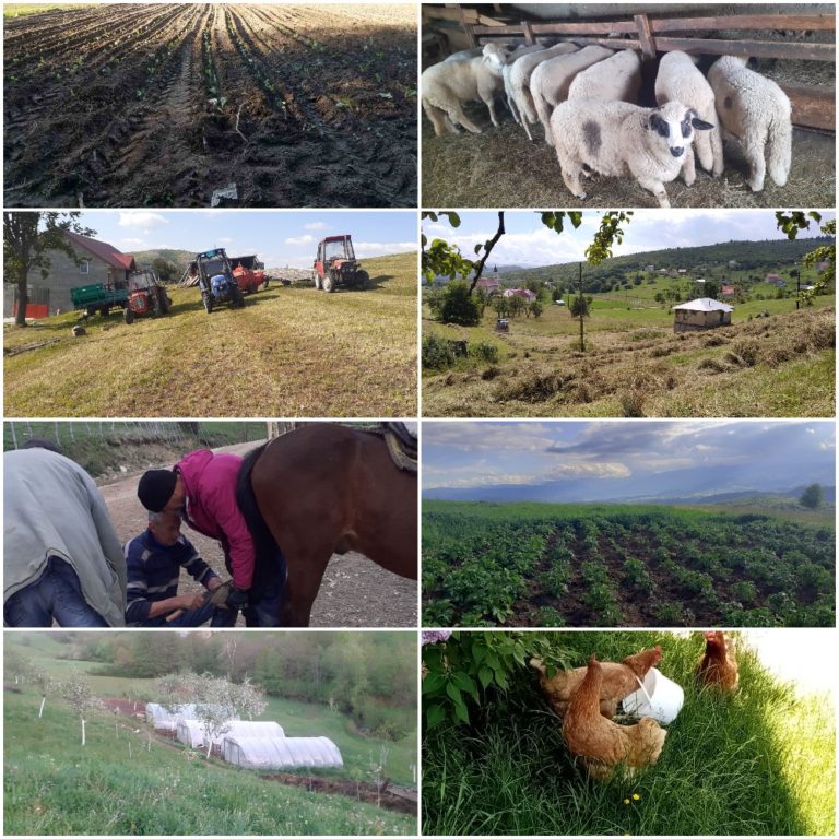 FOTOGRAFIJOM KROZ BIHOR: POLJOPRIVREDNICI U ZAMAHU