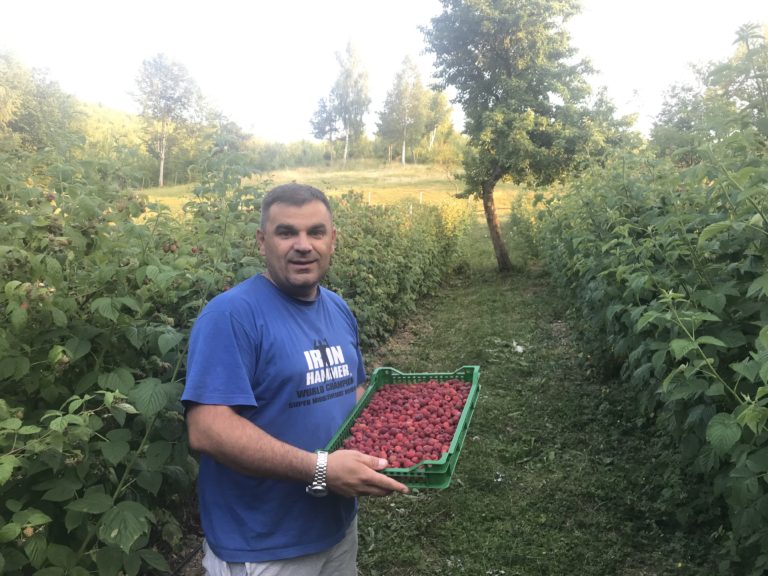 MALINAR ALIS ADROVIĆ: MALINARSTVO JE BUDUĆNOST PETNJICE, POTREBNA HLADNJAČA ZA OZBILJNIJU PROIZVODNJU