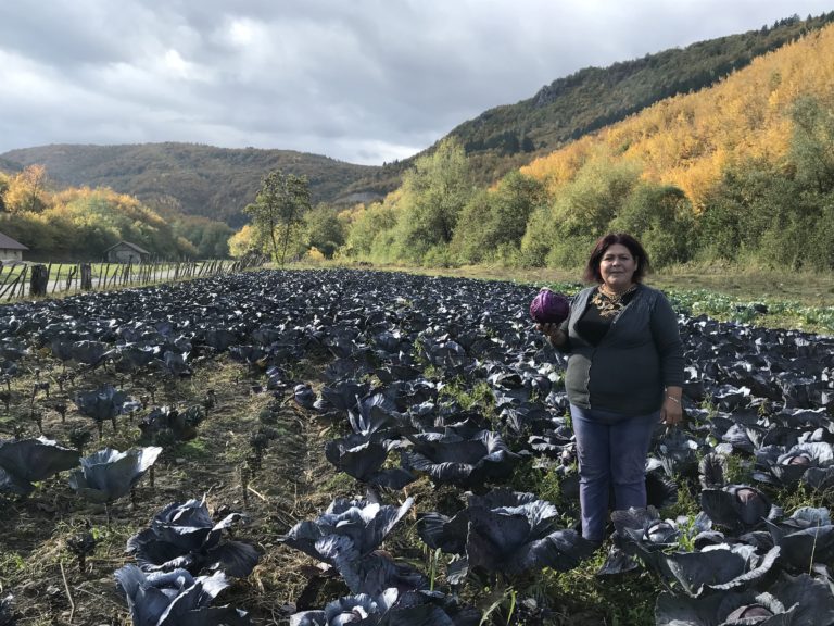 MIRA KUČ MURATOVIĆ: LOPOVI NOĆU KRADU KUPUS SA IMANJA, APEL NADLEŽNIMA DA NAS ZAŠTITE