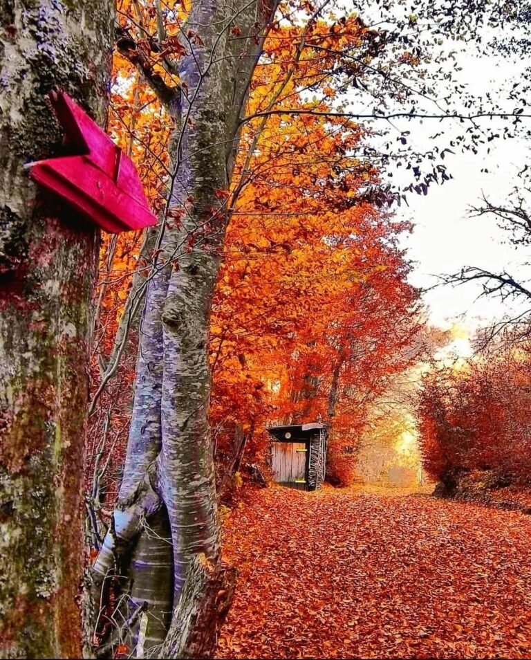 FOTO-PRIČA: JESENJE BOJE U BIHORU