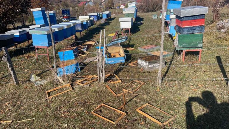 (FOTO I VIDEO) MEDVJED SE GOSTIO U PČELINJAKU JONUZA ADROVIĆA: RAZBACAO RAMOVE KOŠNICA I DO 100 METARA OKOLO