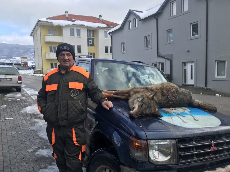 DOLIJAO VUK U DOBRODOLSKOM HOMARU