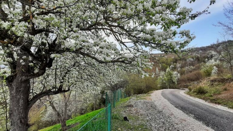 Godočelje okićeno beharom (FOTO)