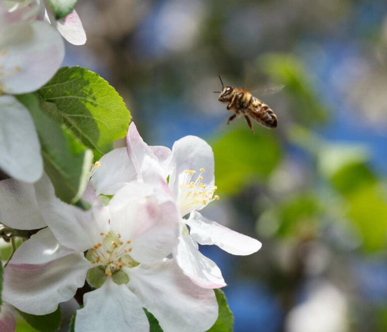 Udruženje pčelara apeluje: Prskajte voće popodne, kad su pčele u košnici