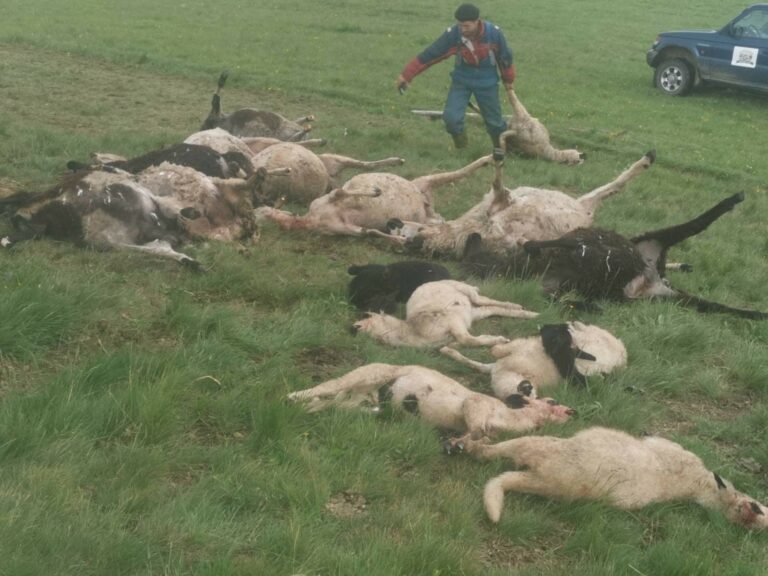 PETNJICA: Vuk zaklao sedamnaest ovaca na planini Lađevac