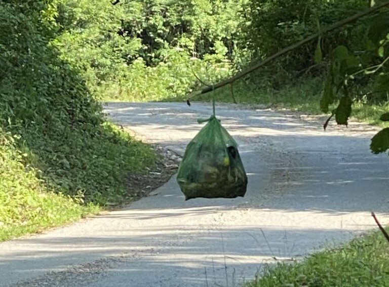 POGLED IZ MOG UGLA: KAD NA VRBI RODI OTPAD