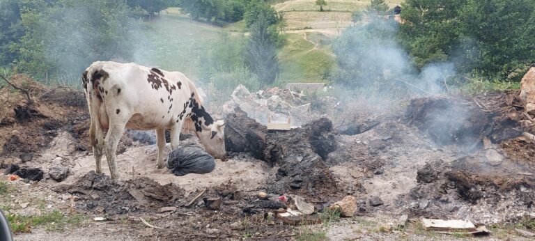 Krava na ,,ispaši“ na deponiji u Gusarama