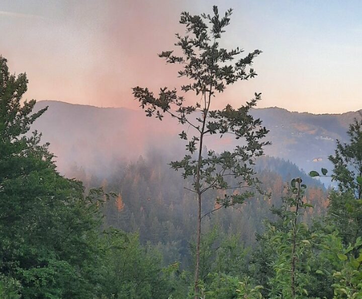 NOVALIĆ: SVAKE GODINE POSADIMO PET DO DEST HILJADA SADNICA, ALI NESAVJESNI POJEDINCI TO UNIŠTE VATROM