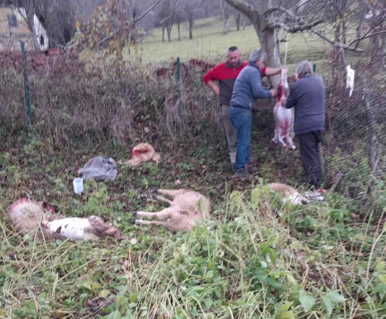 VUKOVI NAPALI STADO OVACA MEHMEDA AJDARPAŠIĆA I ZAKLALI ŠESTORO JAGNJADI