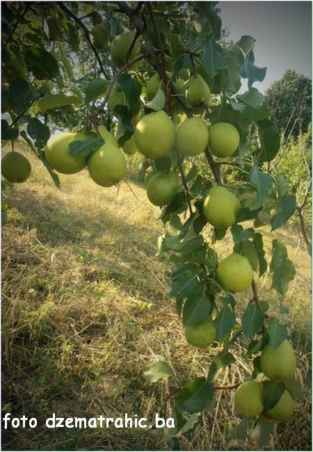 GODUŠKA JEREBASMA