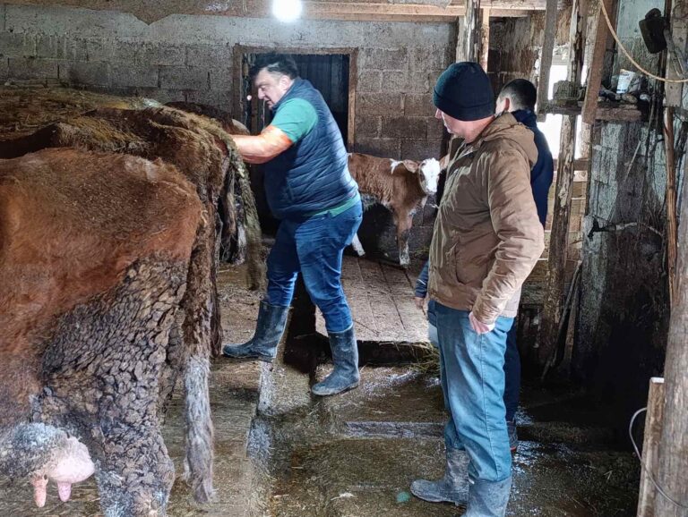  Edukacija farmera o mastitisu kod krava u Petnjici