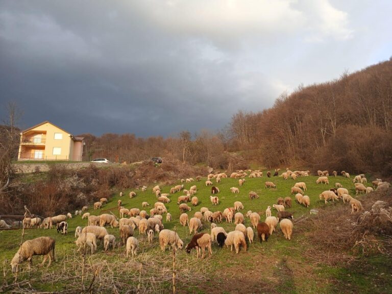 PORODICA ZVEROTIĆ – STOČARSTVO ZA PRISTOJAN ŽIVOT U MZ VRŠEVO
