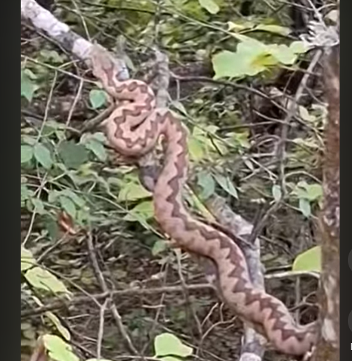 NEOBIČAN SUSRET U ŠUMI: Poskok na grani kod tvrđave Bihor (VIDEO)
