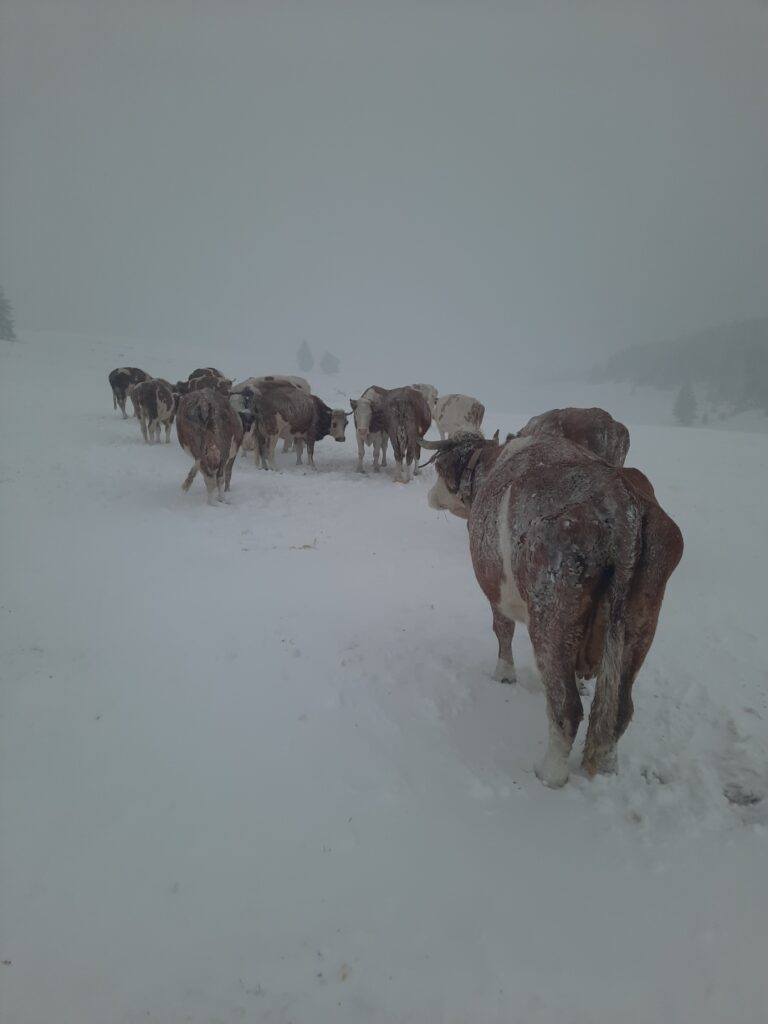 PETNJICA: IZ LJETA PRAVO U ZIMU (FOTO)