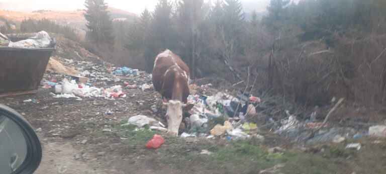 Sramota pored puta Turijak – Kalače: Krava na “divljoj” deponiji u potrazi za hranom (VIDEO)