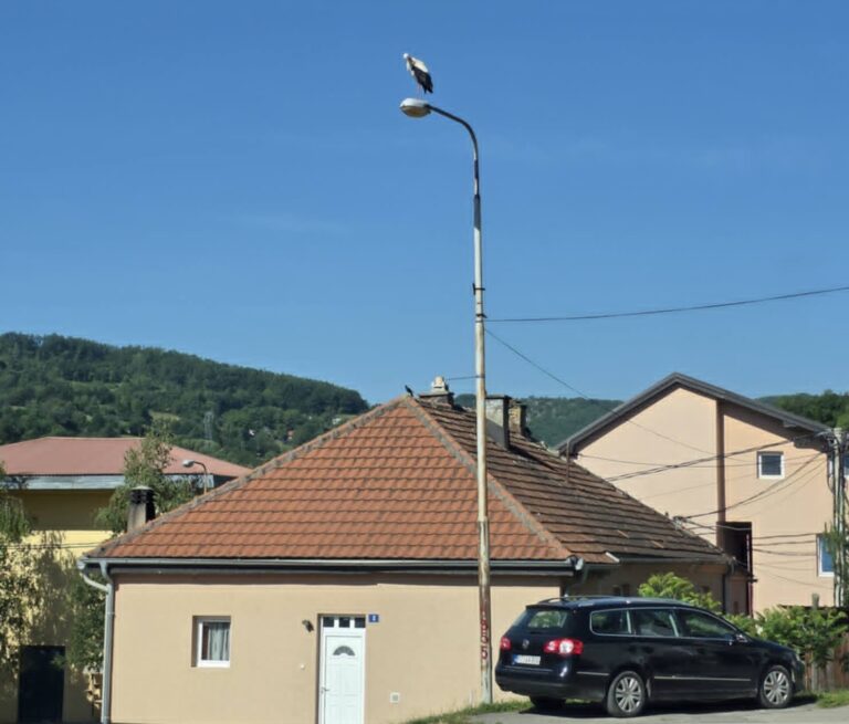 PETNJICA DOBILA SVOJU RODU: Neobični gost sletio u centar varoši, možda samo odmara, a možda traži mjesto za gnijezdo