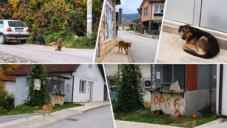 PSI LUTALICE ZAPOSJELI CENTAR PETNJICE: Građani prijavljuju napade i ujede, nadležni moraju reagovati
